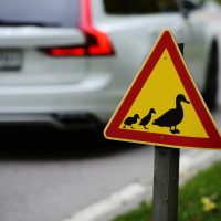 road warning sign, ducks passing the road
